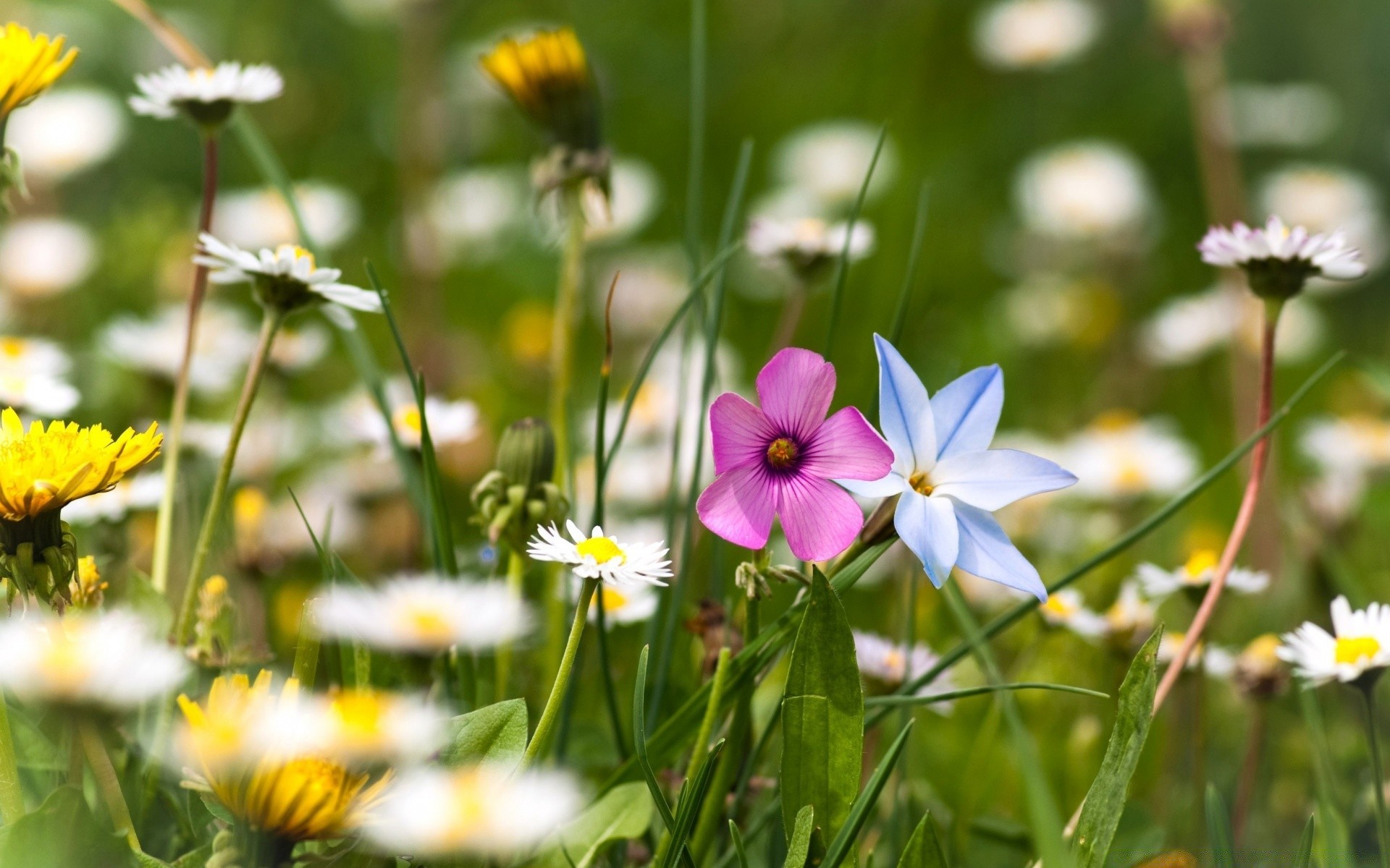 fleurs nature fleur été flore herbe jardin champ foin croissance lumineux bluming à l extérieur feuille rural beau temps saison gros plan floral soleil