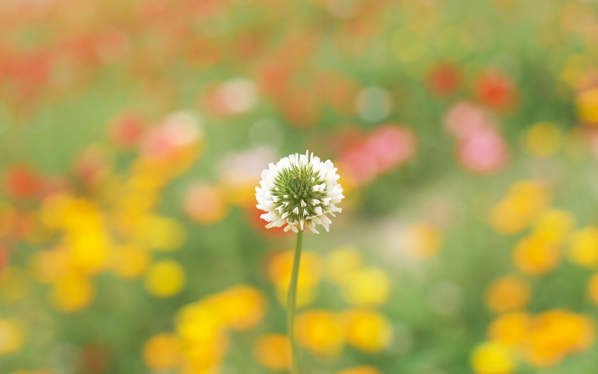 fleurs nature fleur été flore champ croissance feuille lumineux foin à l extérieur beau temps herbe couleur saison rural pétale jardin bluming floral