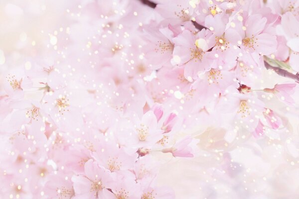 Floraison des baies en mai chaud
