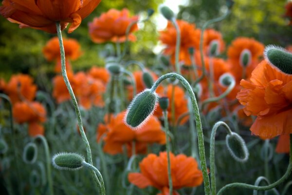 Coquelicots orange sur un champ de pavot