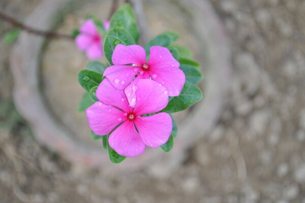 Belle fleur qui pousse dans le jardin