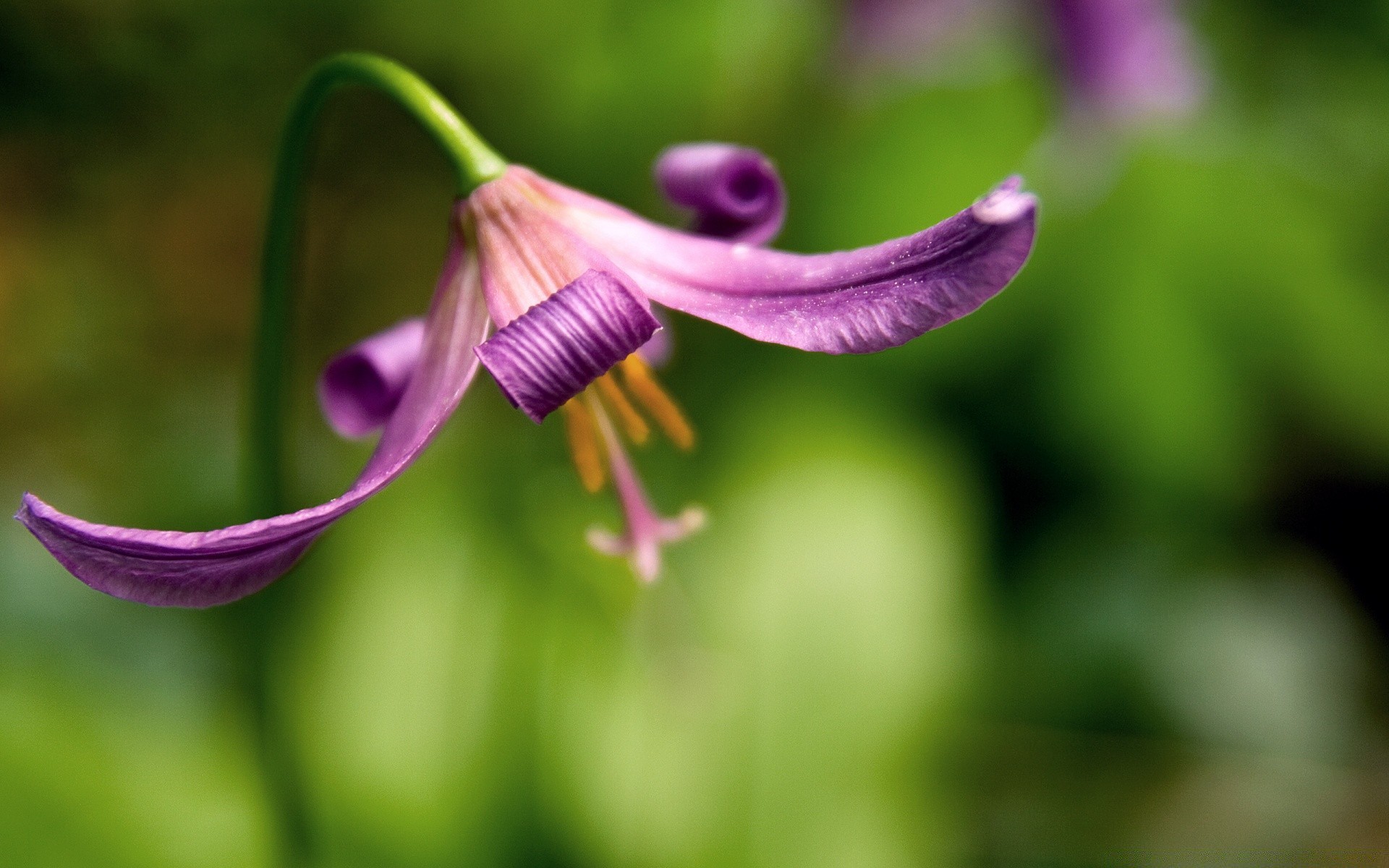 fleurs nature fleur flore jardin feuille été gros plan flou lumineux herbe belle couleur à l extérieur pétale bluming croissance floral