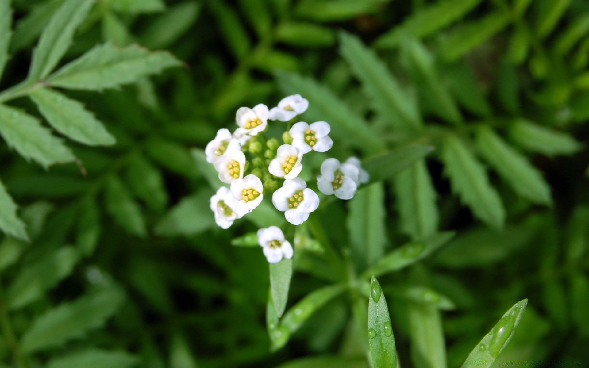fleurs feuille flore nature gros plan jardin croissance été mercredi fleur