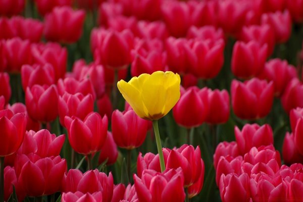 Paysage de plantation de belles tulipes