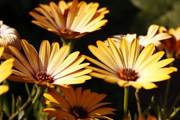 Belle nature, belles fleurs