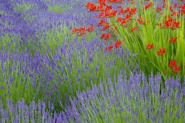 Fleur de lavande doucement pourpre et fleurs rouges
