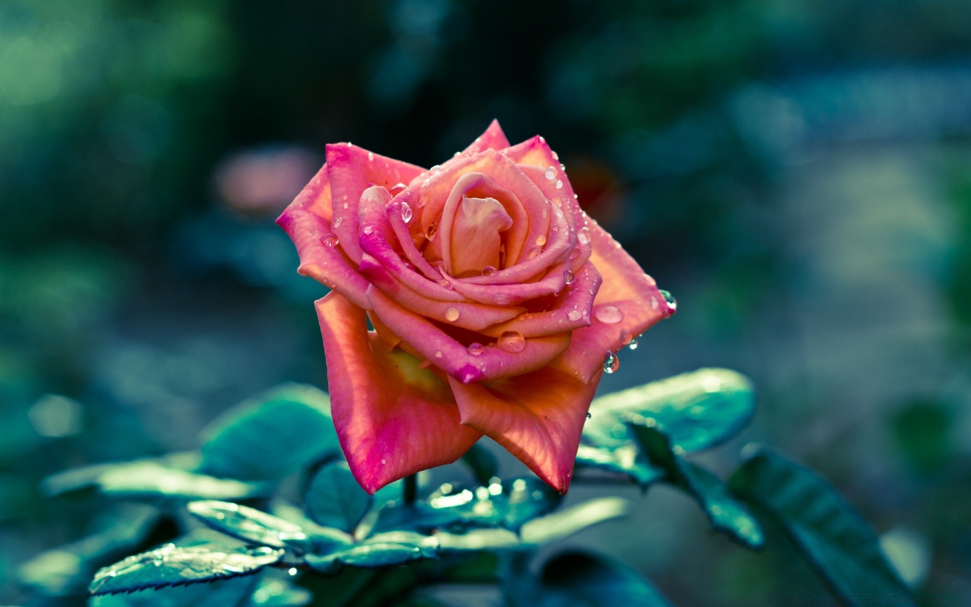 fleurs fleur rose nature pétale amour jardin romance feuille floral romantique flore bluming mariage belle couleur à l extérieur délicat été
