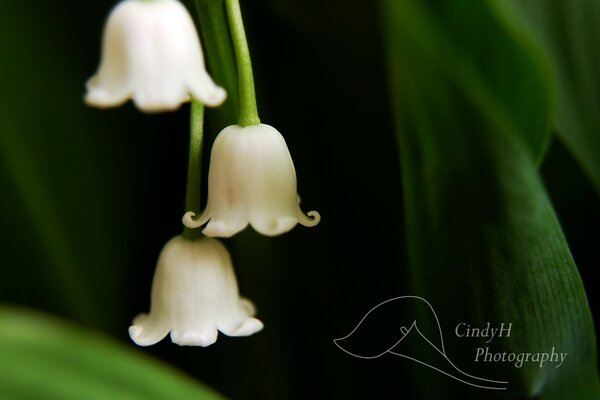 Muguet sur fond vert closeup