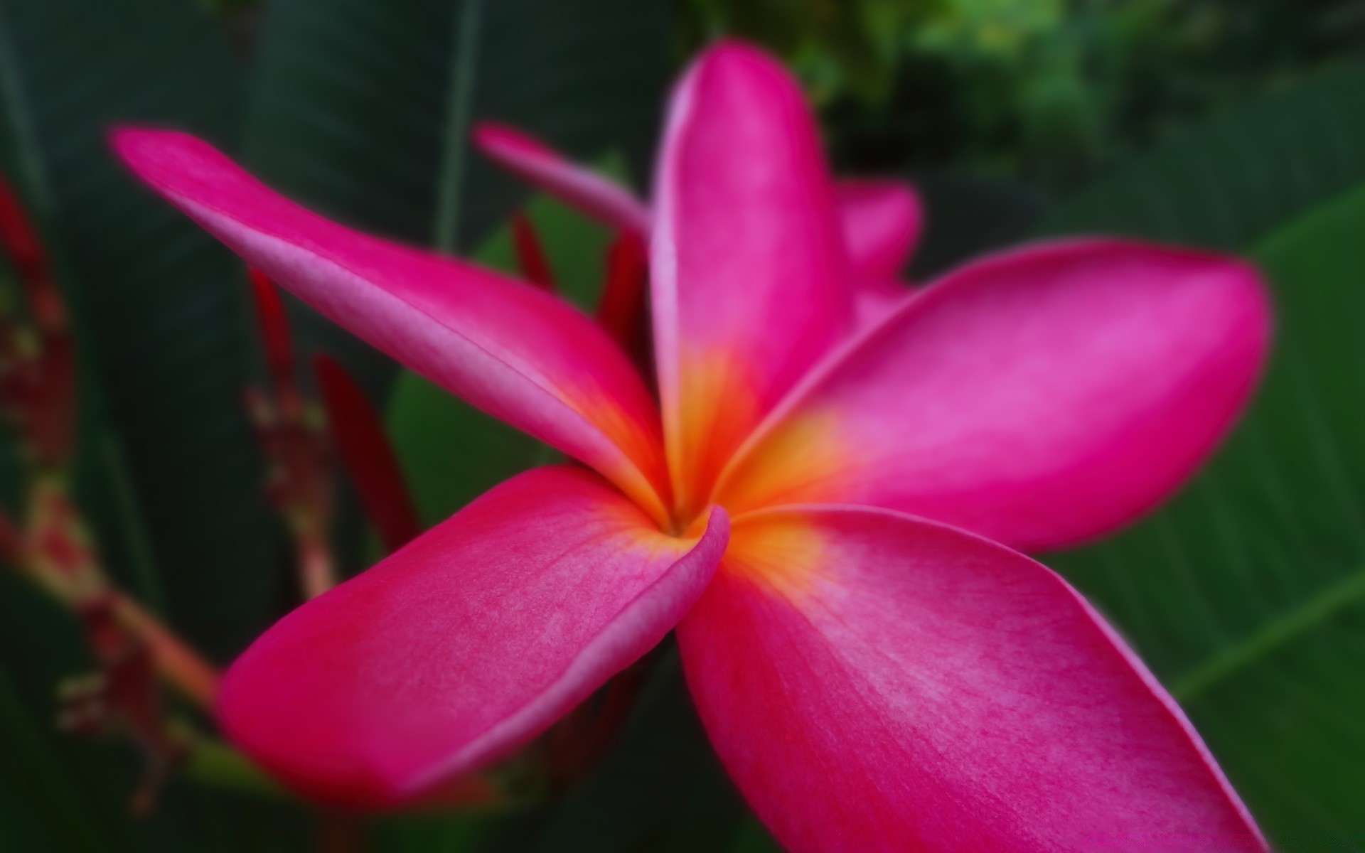 fleurs tropical fleur nature exotic flore frangipanier été jardin plumeria feuille belle aloha couleur lumineux pétale bluming floral