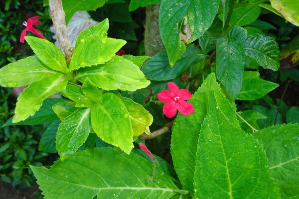 Fleur écarlate avec des feuilles juteuses de verdure