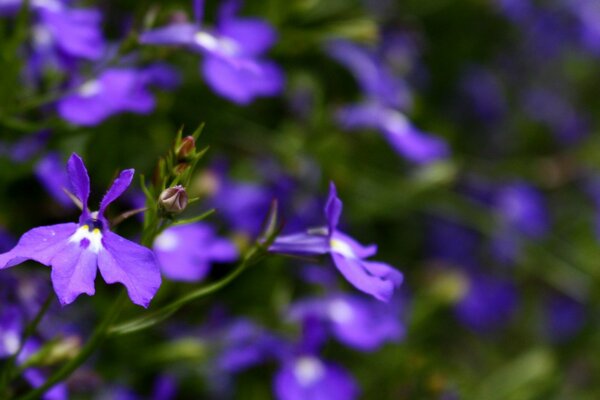 Petites fleurs violettes avec des pétales sculptés