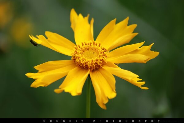 Une fleur orange gros