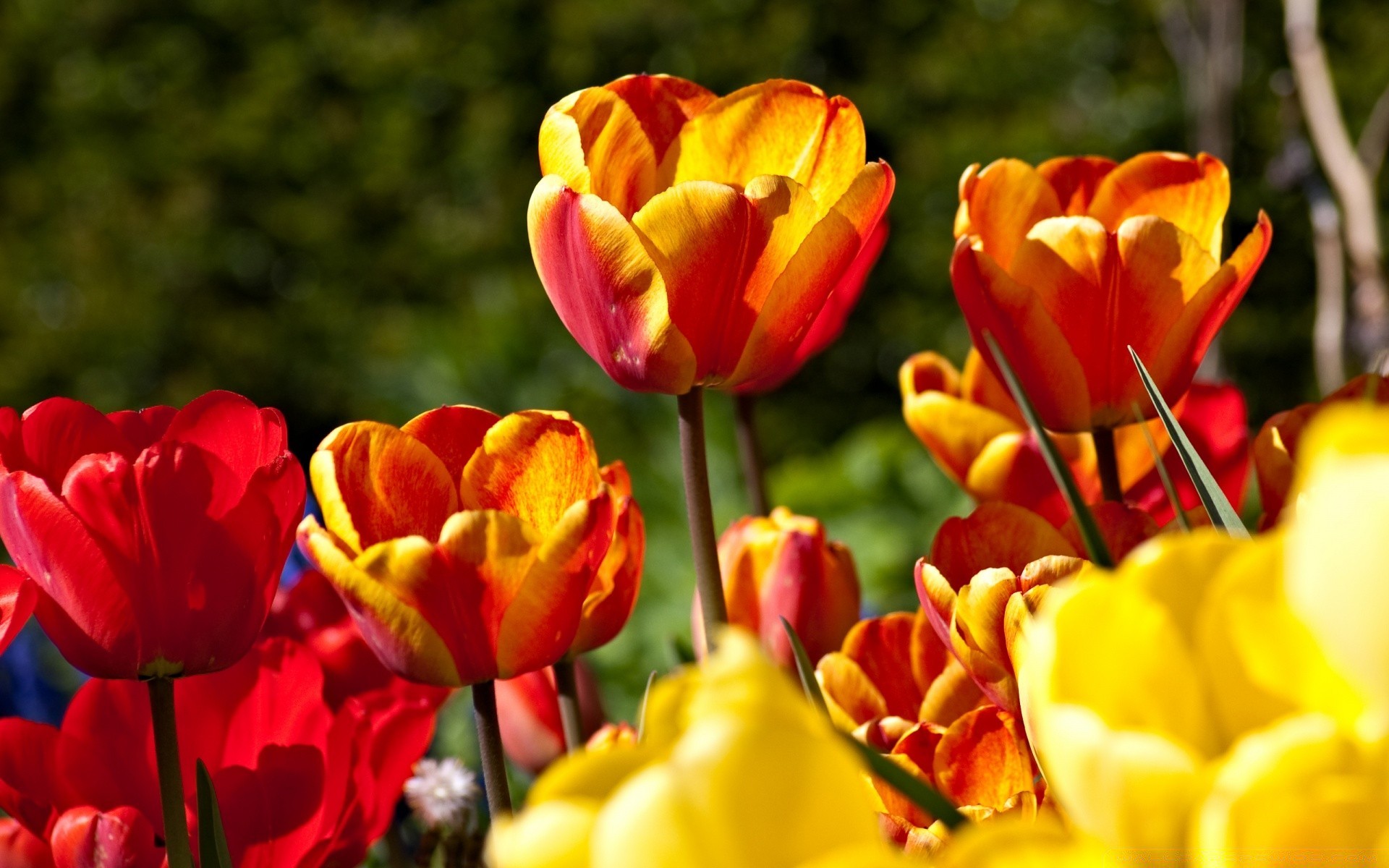 fleurs tulipe nature fleur jardin flore feuille lumineux couleur été floral pâques pétale lumineux champ saison croissance parc extérieur beau temps