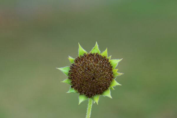 Petite fleur avec des feuilles vertes