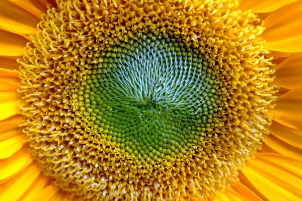 Tournesol lumineux. Couleurs juteuses