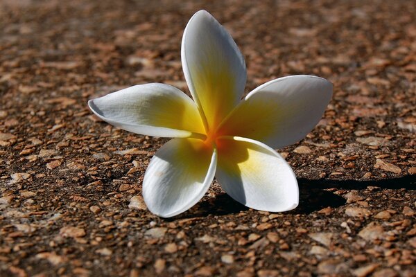 Fleur blanche tropicale sur le sol
