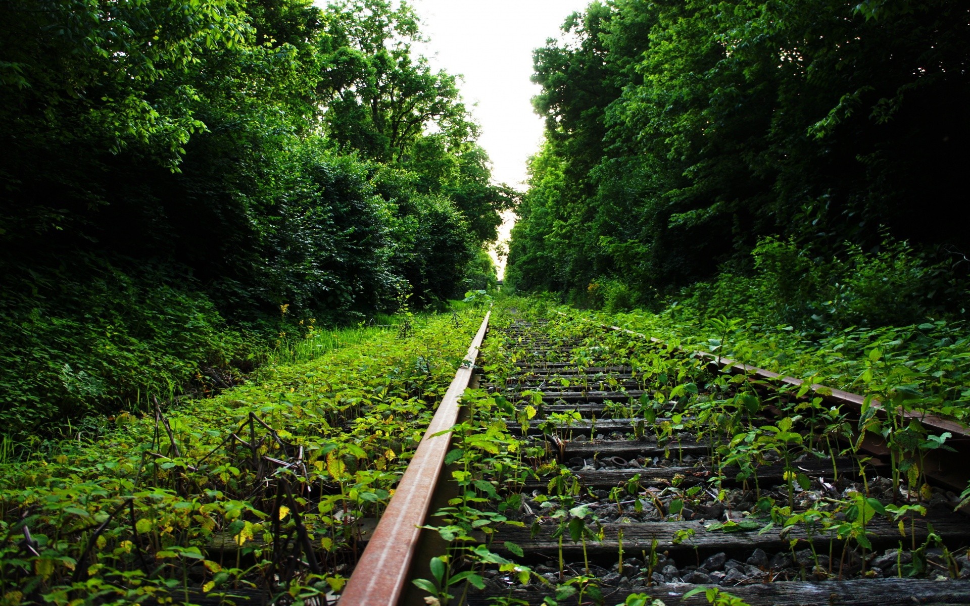 forêt bois nature paysage arbre feuille à l extérieur voyage guide piste environnement train flore rural été lumière du jour scénique route