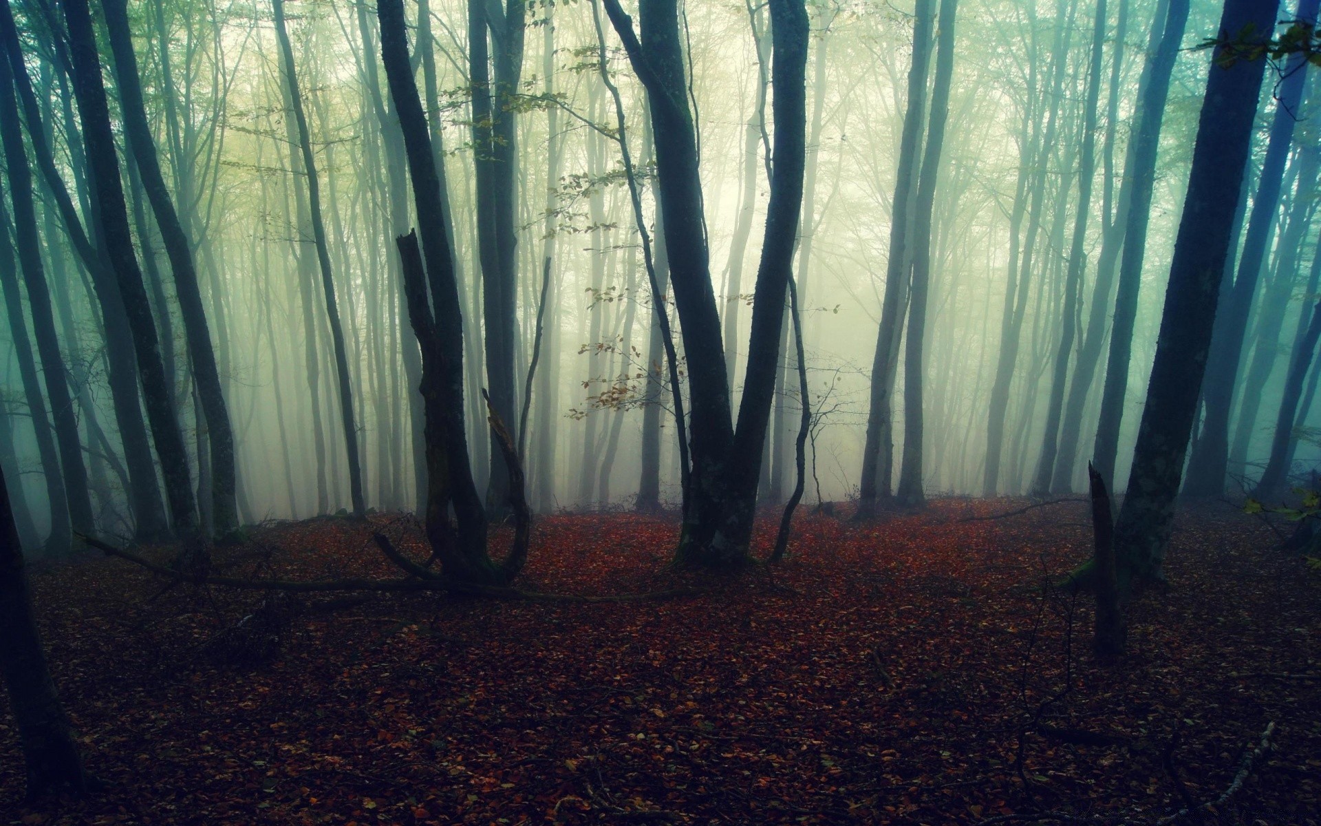 forêt brouillard brouillard bois paysage automne aube nature arbre lumière soleil brume mystère rétro-éclairé ombre parc feuille fantasmagorique beau temps