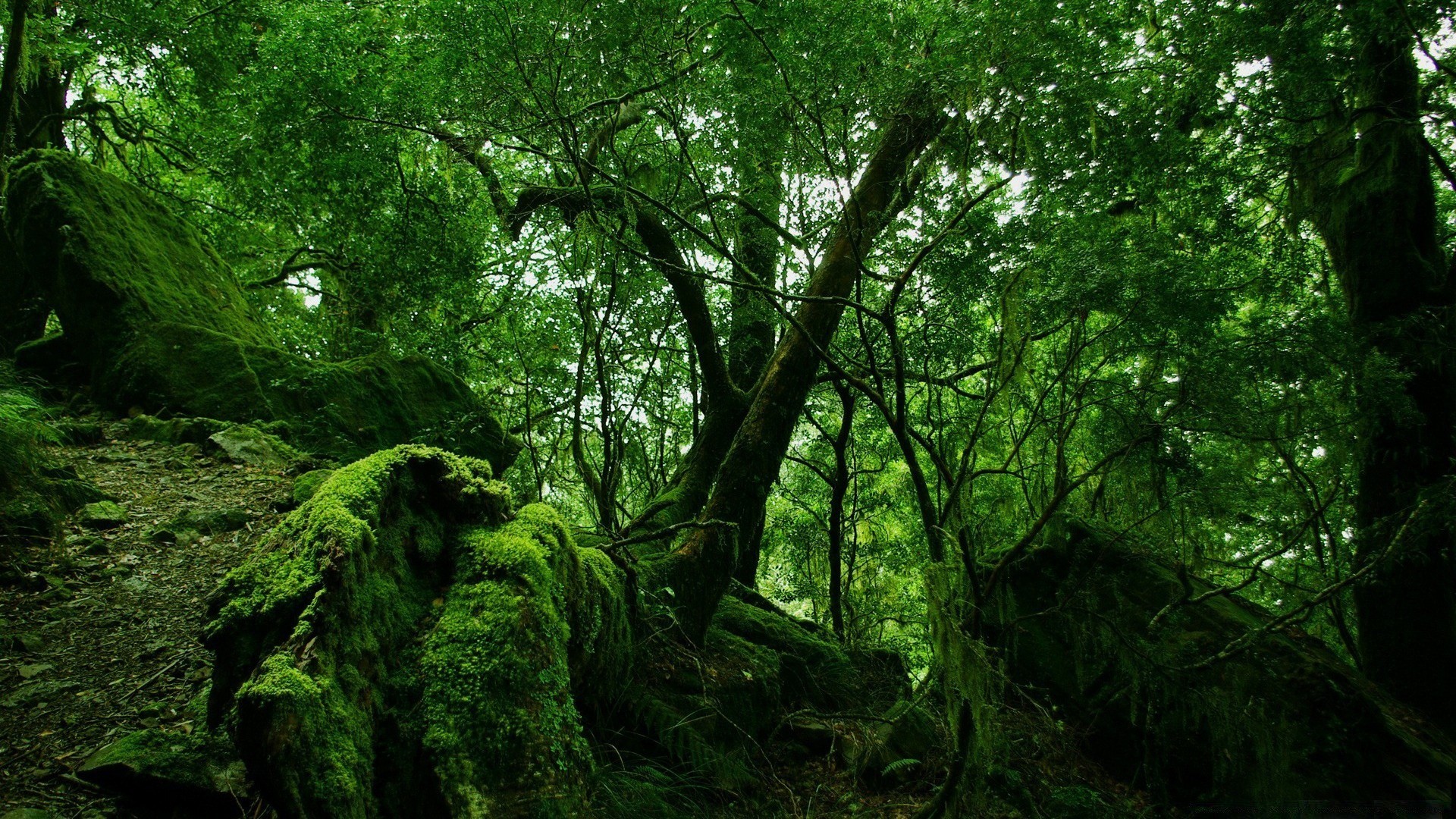 forêt bois arbre paysage feuille nature environnement parc luxuriante mousse tronc lumière du jour branche scénique croissance beau temps flore aube à l extérieur brouillard