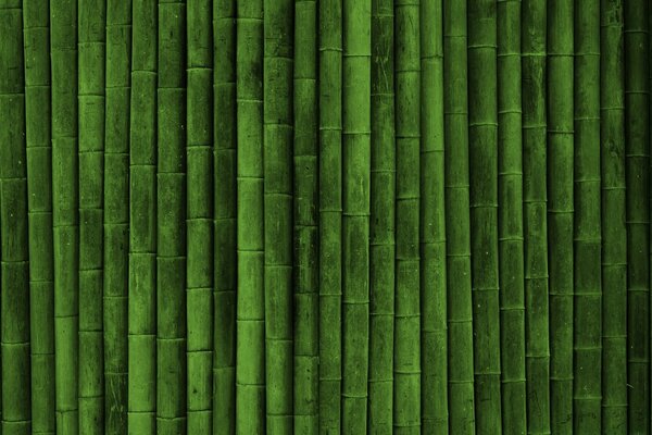 Clôture de niveau vert bambou