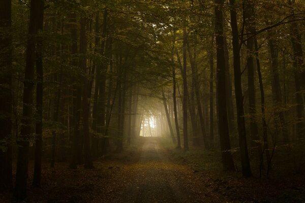 Belle route mystérieuse dans la forêt d automne