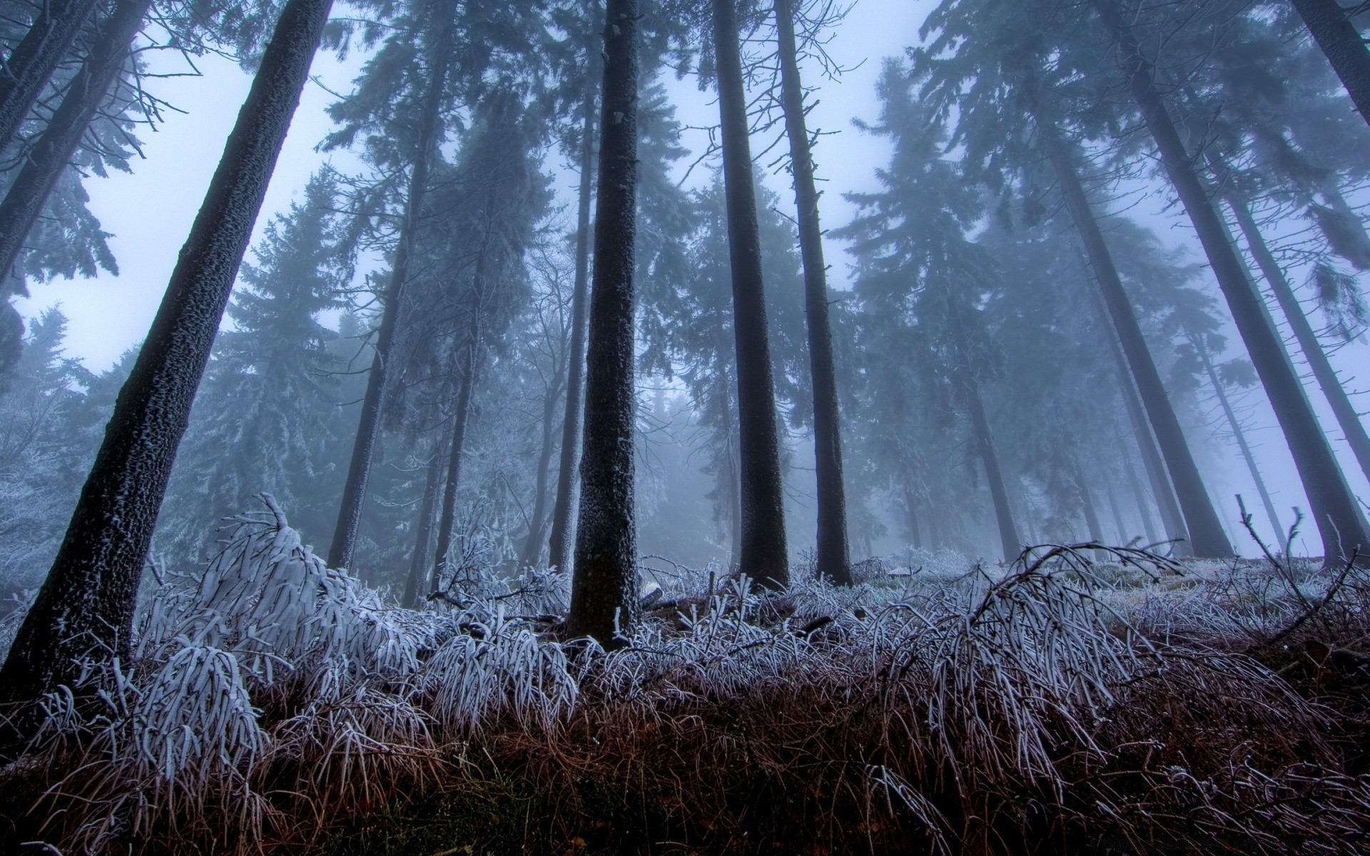 forêt bois arbre paysage nature aube neige hiver beau temps à l extérieur brouillard pin froid temps gel feuille parc soleil lumière scénique