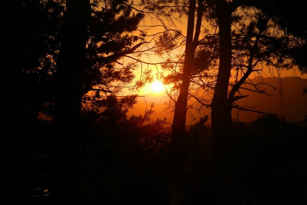 Coucher de soleil sur le fond des sommets de la forêt de conifères