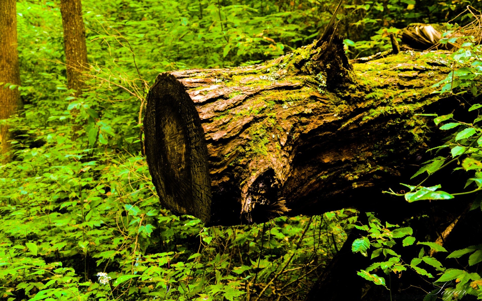 forêt bois bois nature feuille mousse parc paysage à l extérieur eau environnement flore scénique voyage luxuriante