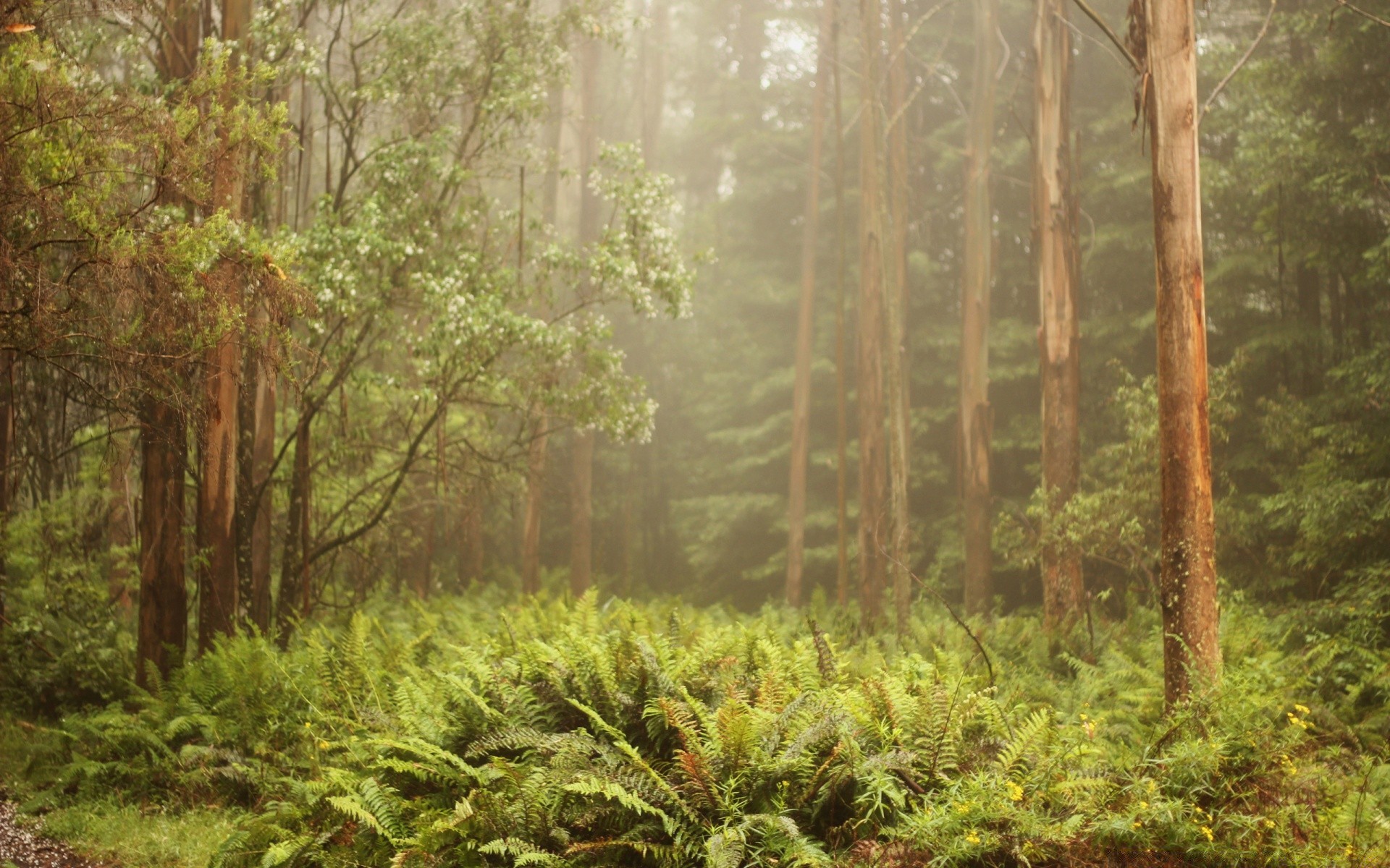 forêt bois arbre nature paysage feuille flore environnement scénique parc aube à l extérieur forêt tropicale luxuriante saison été paysage sauvage croissance voyage