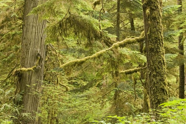 Vieille forêt dense envahie par la végétation