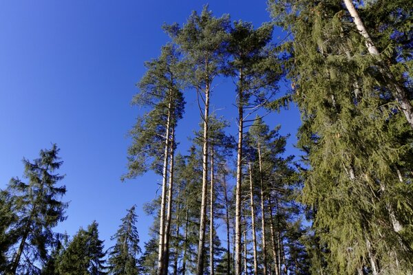 Nature en été en plein air