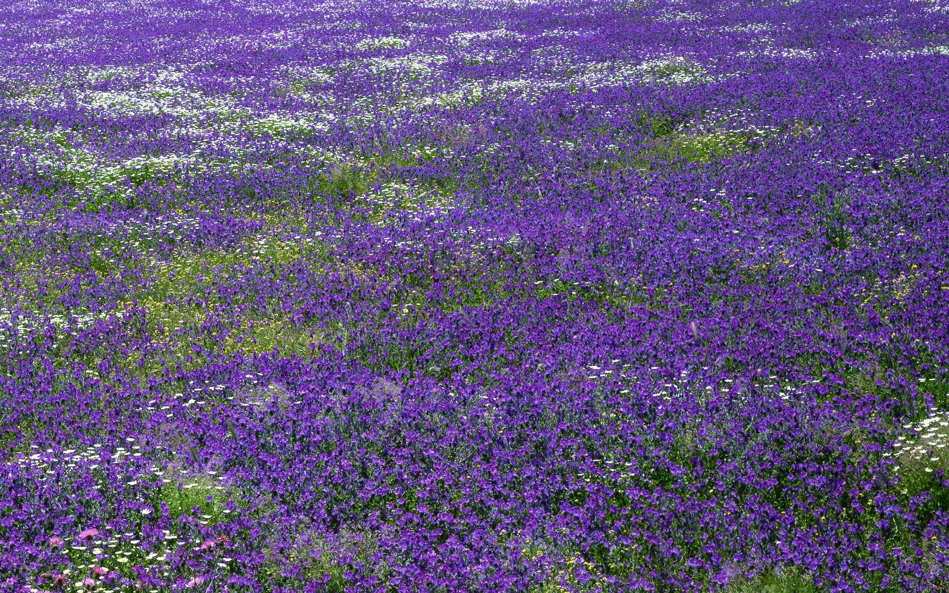 paysage fleur flore nature champ foin floral rural été à l extérieur jardin feuille croissance bluming paysage violet couleur agriculture campagne herbe