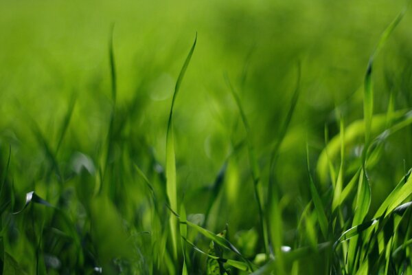 Image macro de brins d herbe avec de la rosée