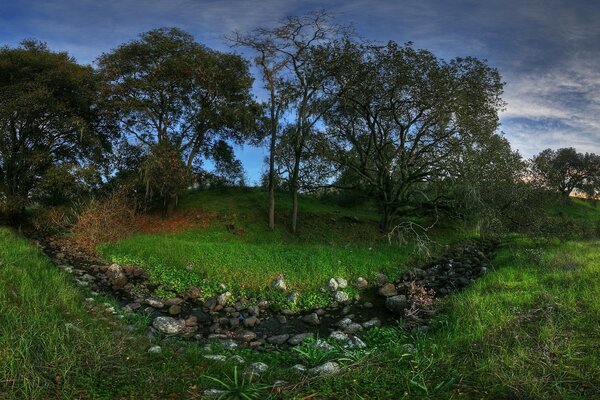 Paysages luxuriants d arbres et d herbe!