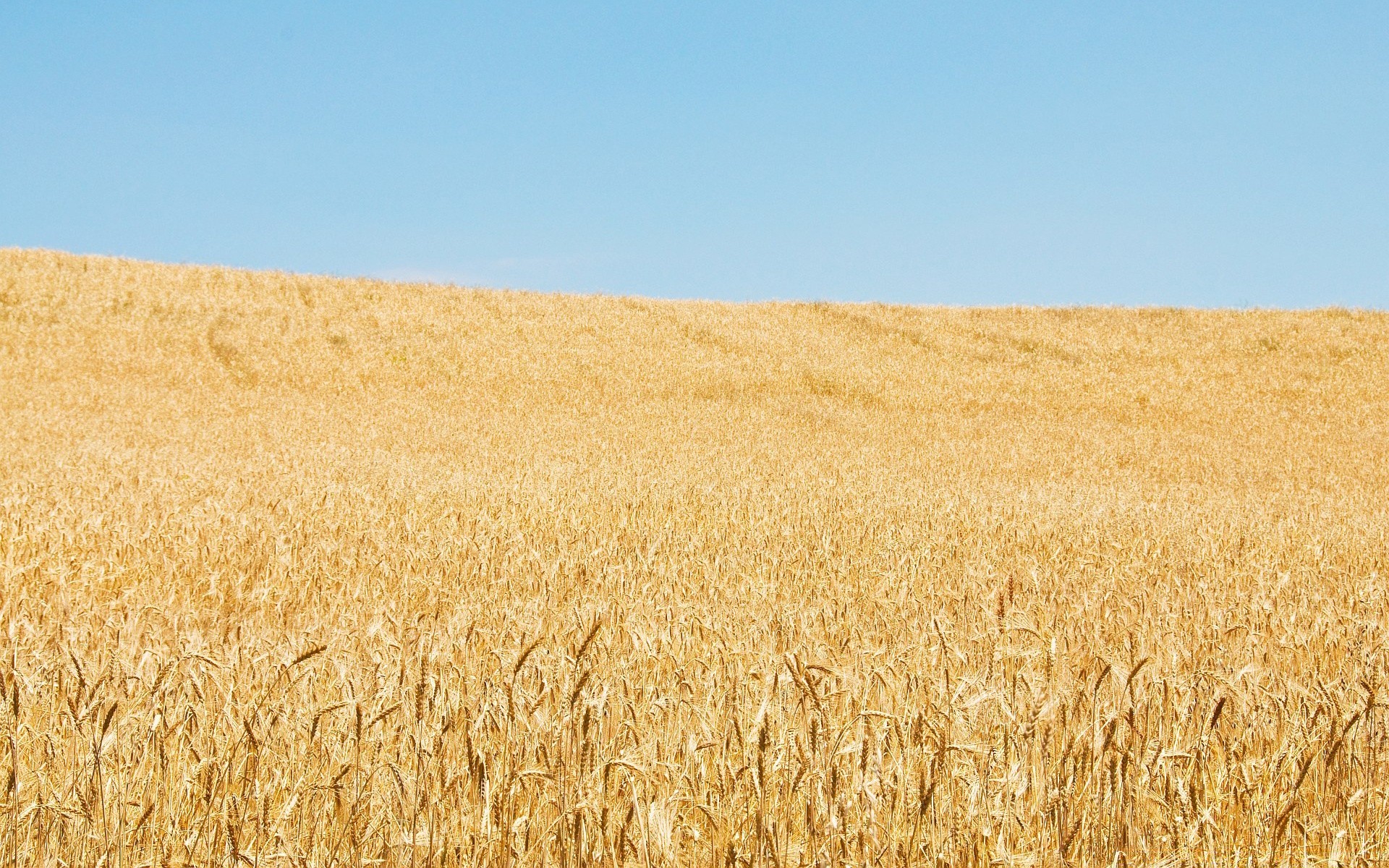 paysage blé céréales pain pâturage seigle paille récolte maïs rural agriculture orge champ ferme or campagne terres agricoles croissance semences terres cultivées