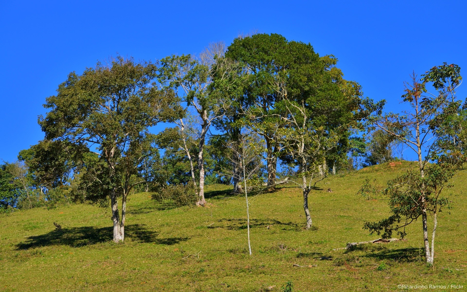 paysage arbre paysage nature herbe bois ciel à l extérieur été rural campagne foin flore environnement scénique parc spectacle pays champ beau temps