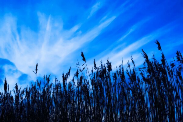 Herbe haute sur fond de ciel