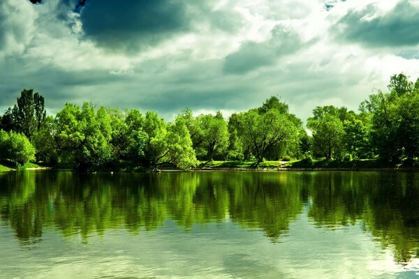Forêt verte avec de l eau claire