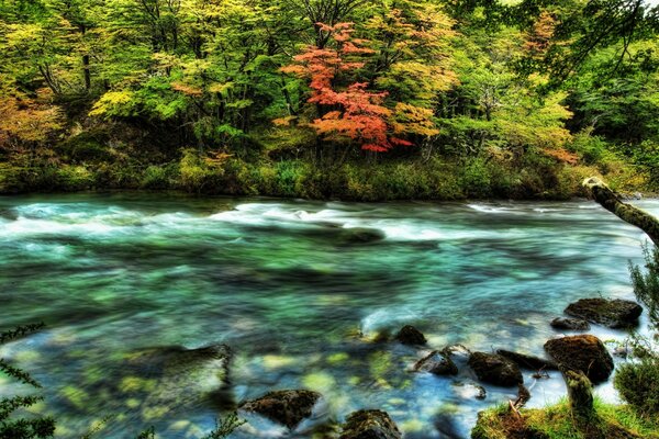La rivière a traversé la forêt tremblante à l automne