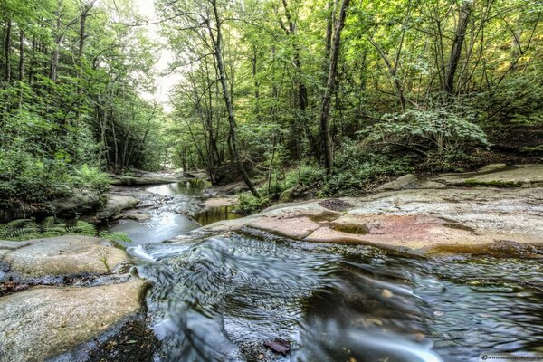 Ruisseau de la forêt d & apos; été