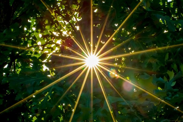 Faisceau lumineux à travers le feuillage