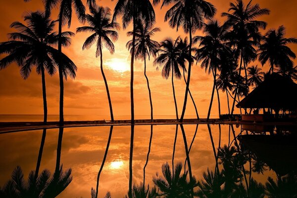 Voyages. Forêt tropicale, lait de coco