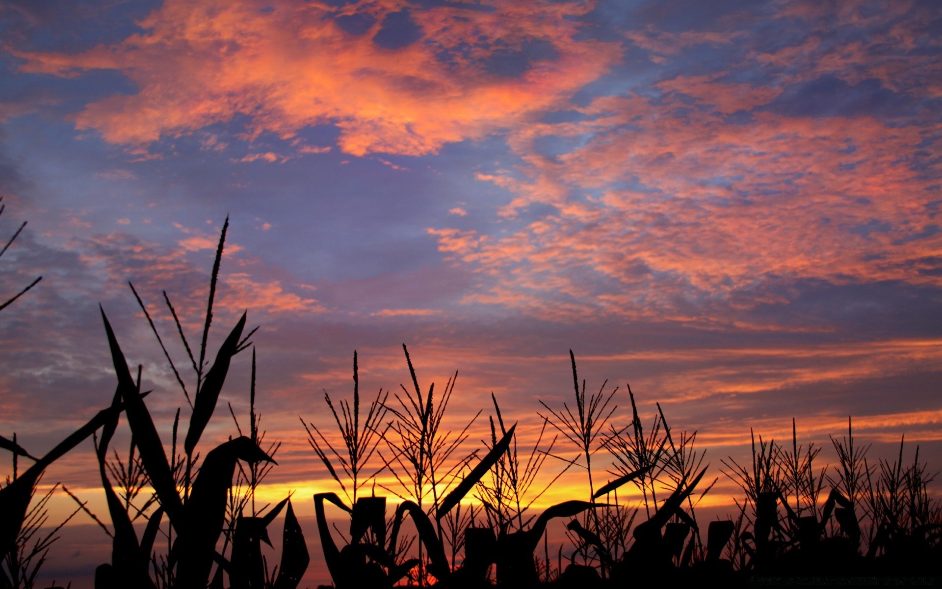 ciel coucher de soleil aube soleil soir silhouette paysage ciel crépuscule rétro-éclairé nature ferme à l extérieur été agriculture arbre lumière champ