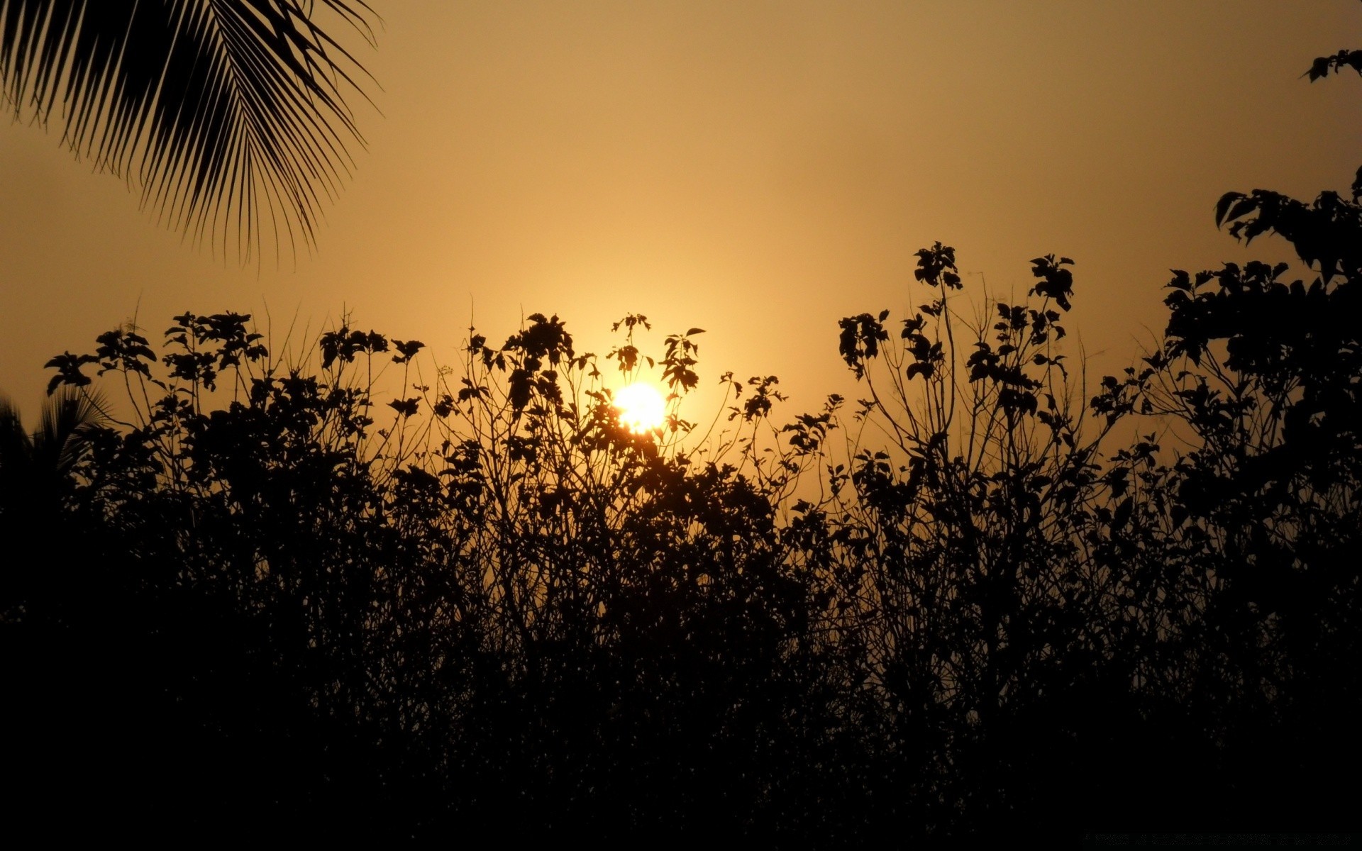 ciel silhouette coucher de soleil soleil aube rétro-éclairé arbre nature soirée crépuscule paysage ciel à l extérieur été lumière oiseau