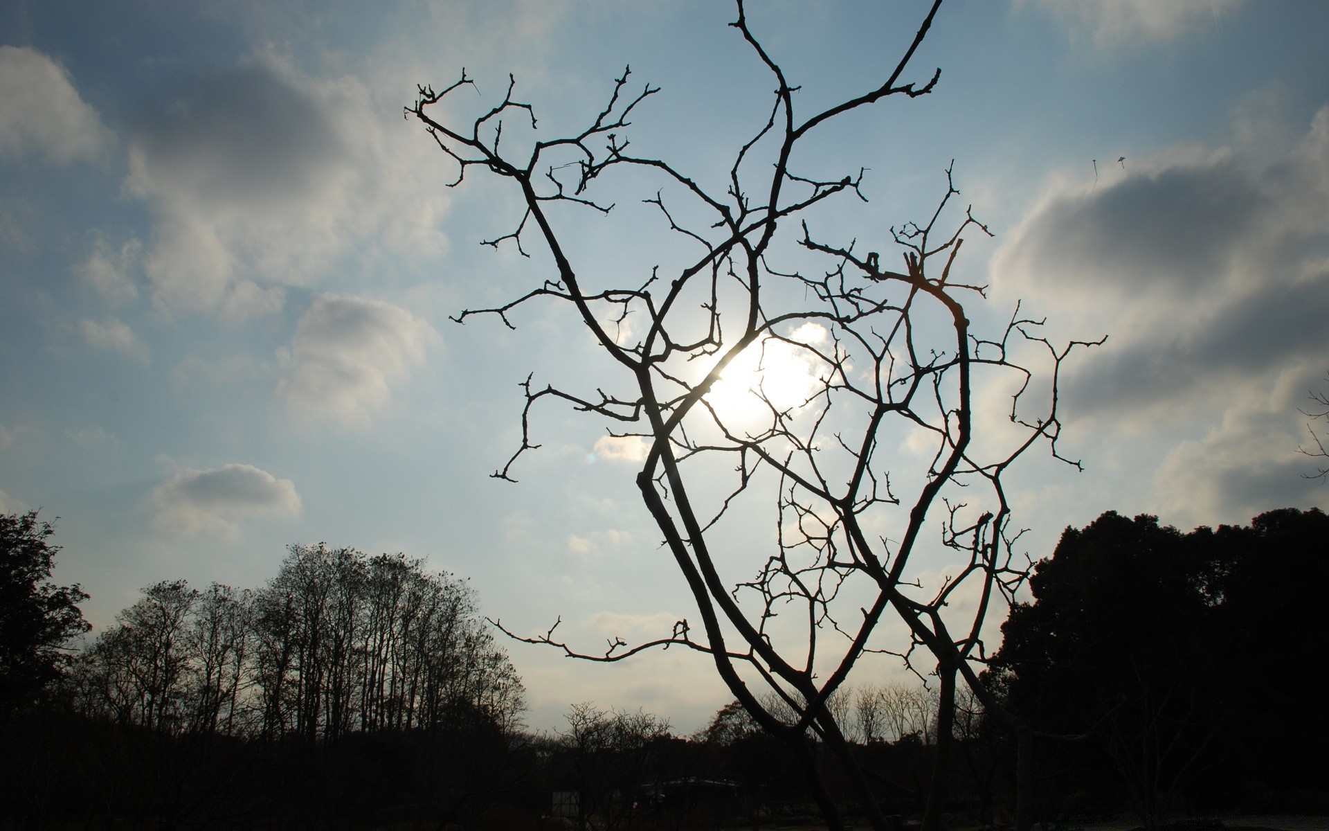 ciel arbre paysage ciel branche nature bois à l extérieur silhouette météo aube