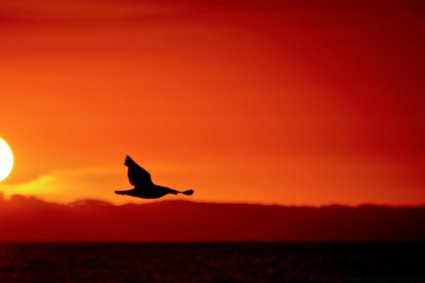 Oiseau volant sur fond de coucher de soleil