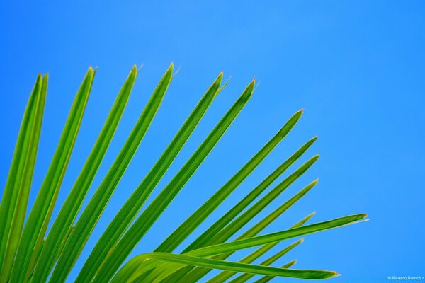 Feuilles vertes sur fond bleu