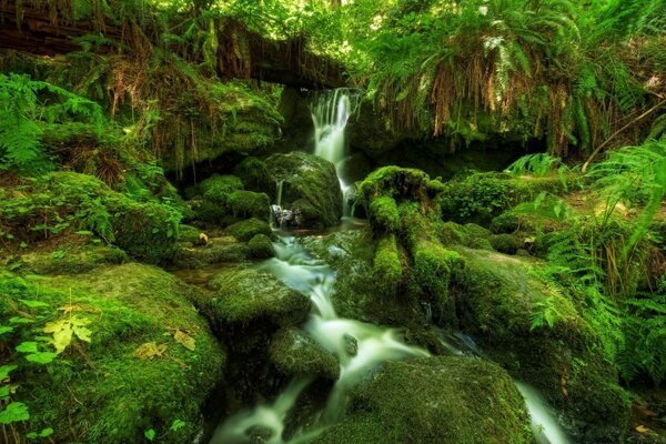 Chute d eau dans la forêt tropicale et les pierres couvertes de mousse