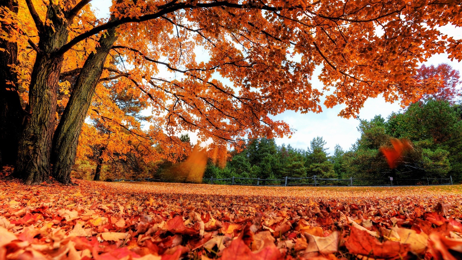 automne automne arbre paysage feuille à l extérieur parc érable saison scénique bois nature or environnement