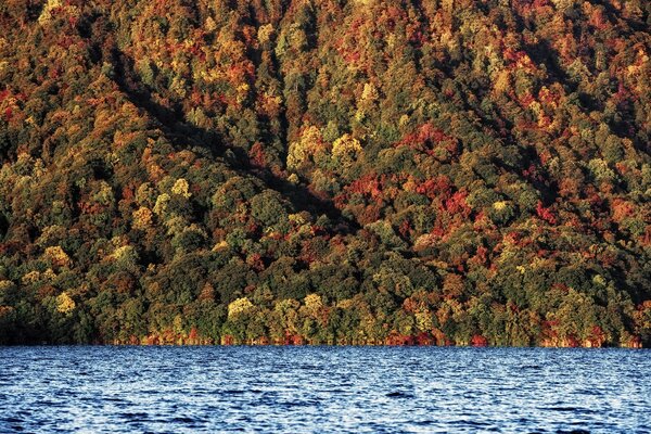 Forêt d automne et rivière bleue